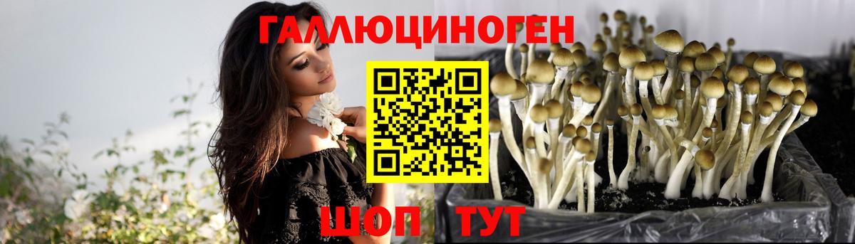 Рославль  Псилоцибиновые грибы Cubensis  Вход с VPN 